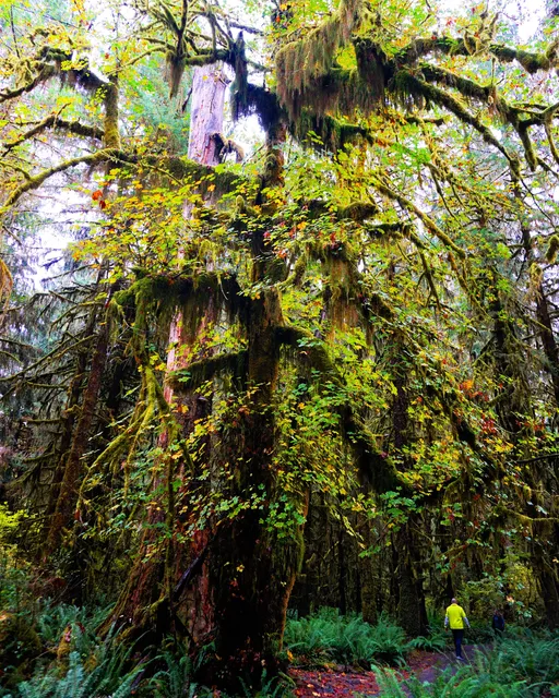 Hall of Mosses Trailhead