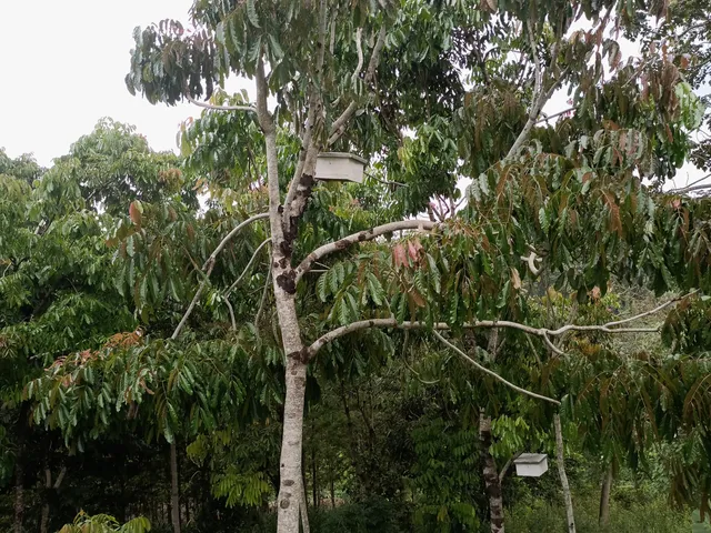 Tooro Botanical Gardens