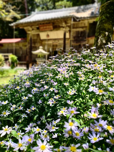 Yasumiya-jinja Shrine