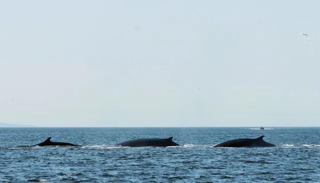Saguenay-St-Lawrence Marine Park