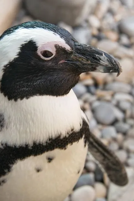 African Penguin and Seabird Sanctuary - Gansbaai