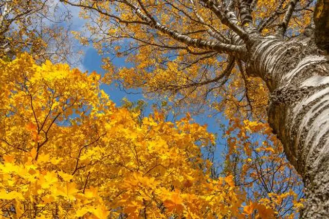 Park Kul'tury I Otdykha Goroda Lobnya