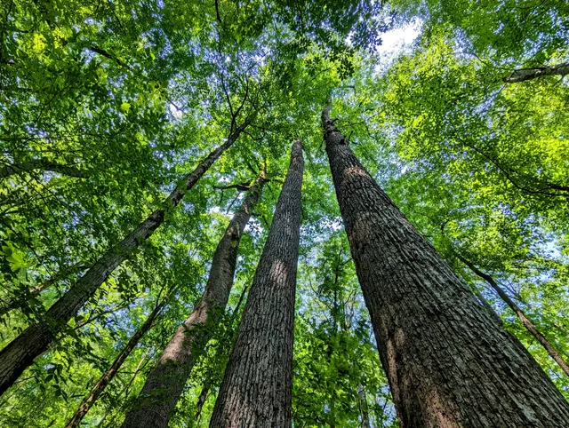 Joyce Kilmer Memorial Forest, Cheoah Ranger District, Nantahala National Forest