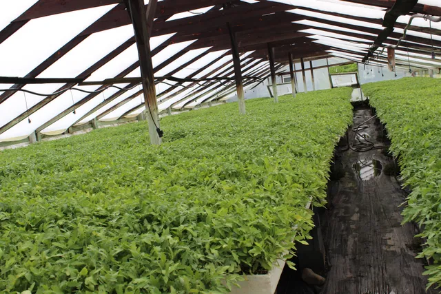 Scott's Strawberry & Tomato