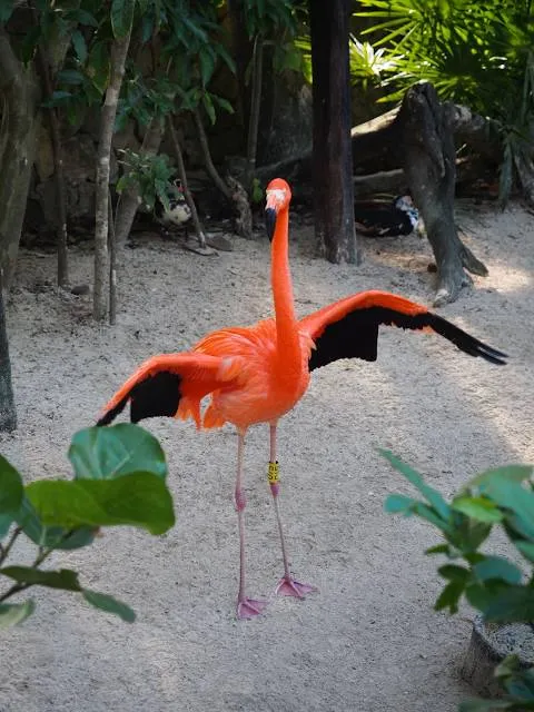 Playa El Flamingo Beach Club