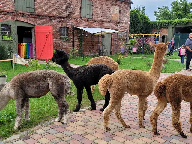Der Alpakahof, FeWo, Spaziergänge, Hofladen