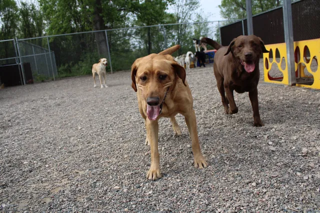 Sam & Danni's Pet Resort