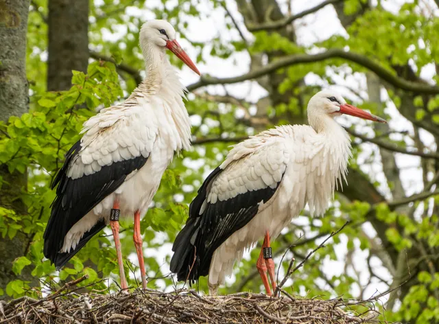 Storchenpark Elmeere e.V.