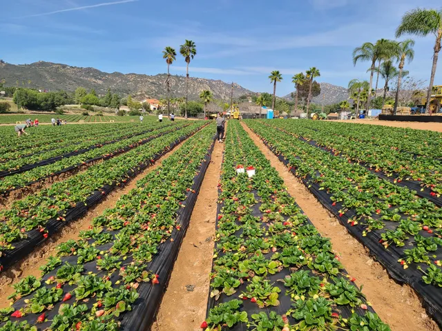 Kenny's Strawberry Farm