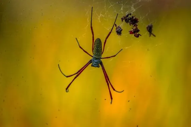 Wilderness Trails Zoo