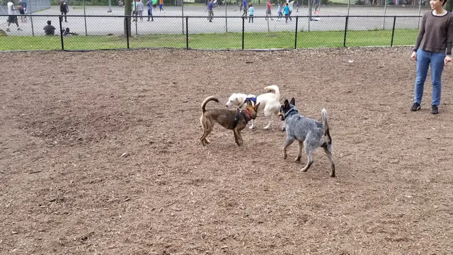 Cunningham Park Dog Run