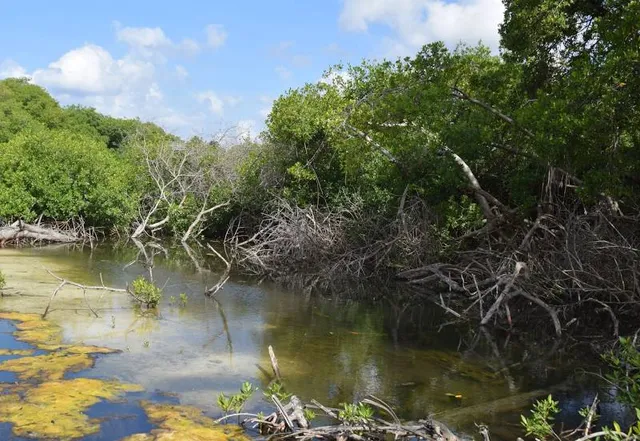 Curaçao Rif Mangrove Park