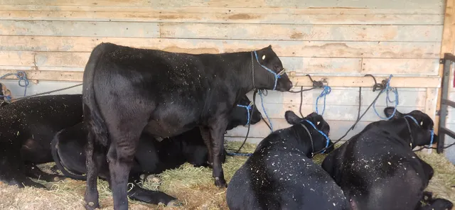 Lancaster Fairgrounds