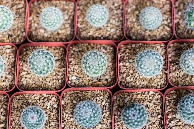 Fontaine lumineuse Cosmopolis de Toruń