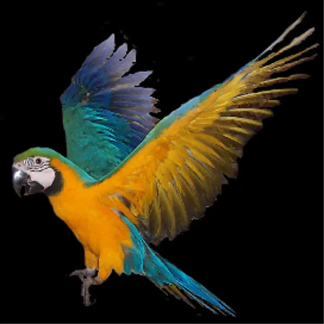 Captain Faust and the Magic Circus