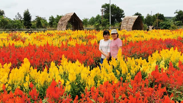 Taman Bunga Celosia Sungailiat