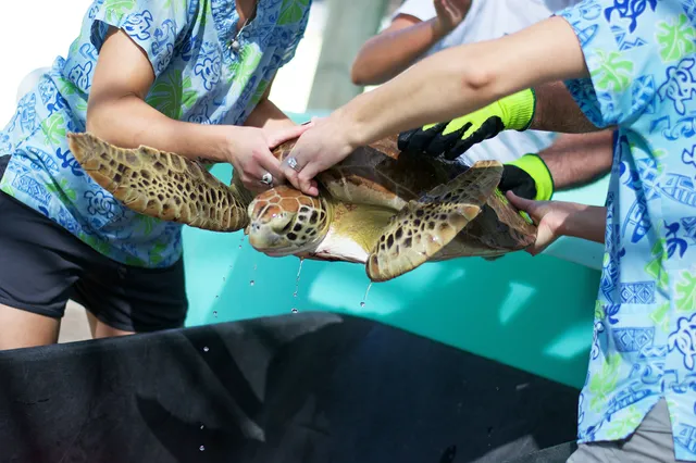 Loggerhead Marinelife Center