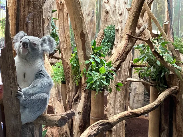Koala-Haus