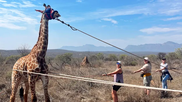 Wildlife Adventure Africa