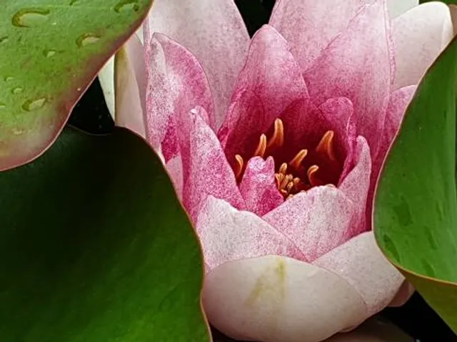 Picton Castle Gardens