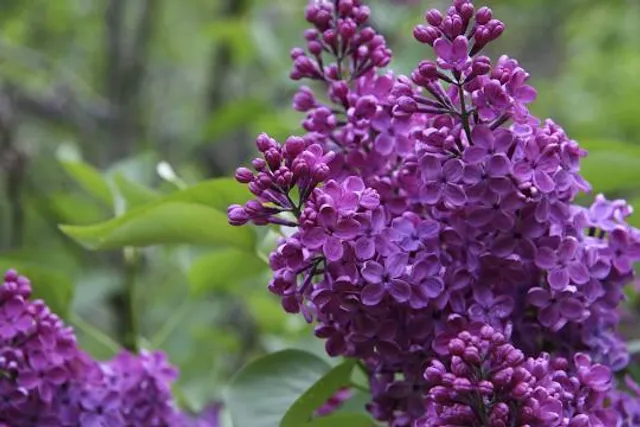 photo-3