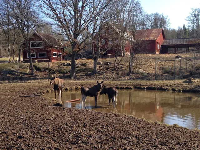 Målilla Elk Park