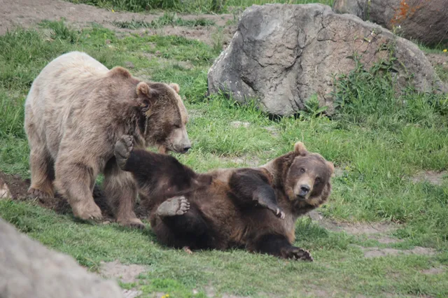 Montana Grizzly Encounter