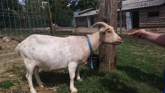 Nałęczowskie MINIZOO