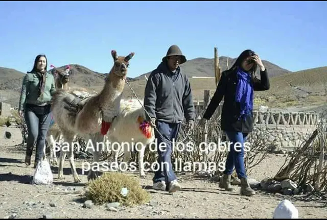 " PASEO CON LLAMAS "