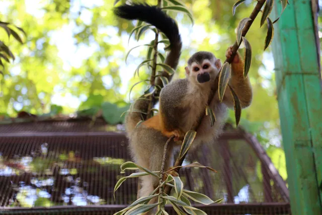 Alturas Wildlife Sanctuary