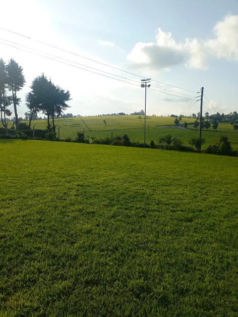 Camellia Gardens Limuru