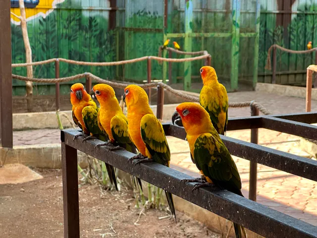 Exotic Birds Park