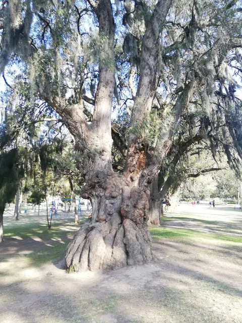 CACTUS TRAIL EQUINOCCIAL