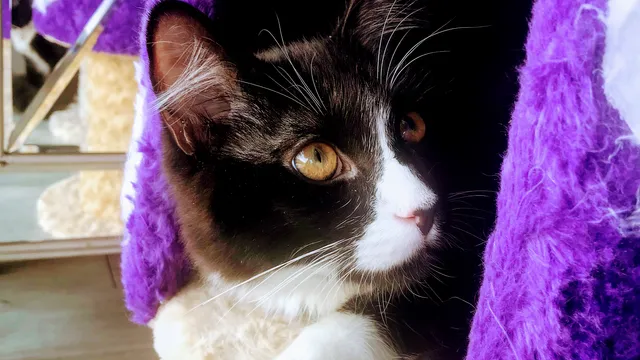 Catmosphere Laguna Foundation