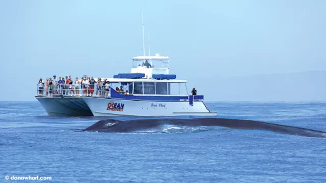 Dana Wharf Sportfishing & Whale Watching Dana Point