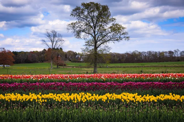 Wicked Tulips - Preston CT