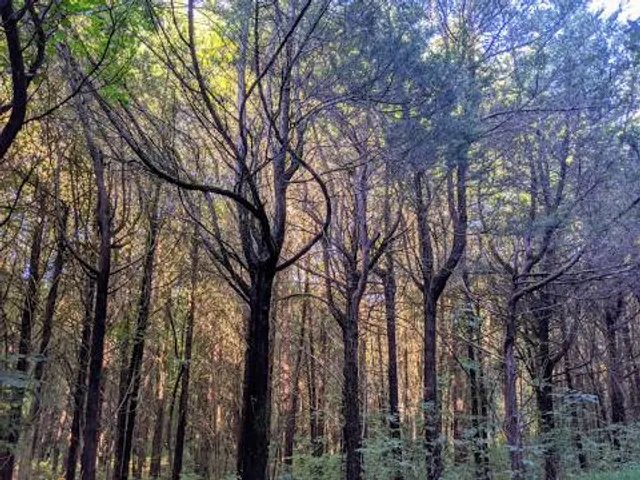 Little Bennett Regional Park