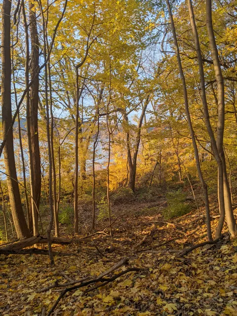 Raoul Wallenberg Forest