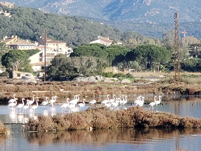 Salt Marshes of Porto-Vecchio