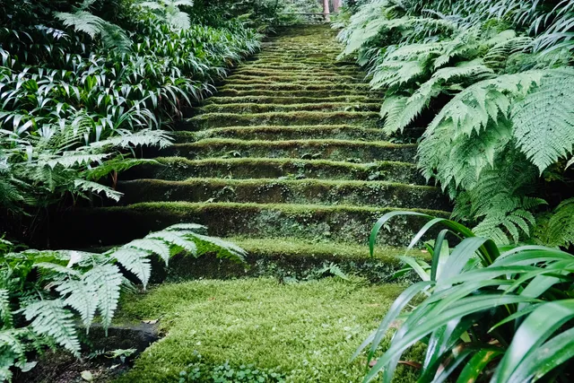 Mossy Stone Stairs at Myohoji Temple