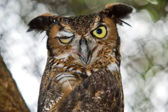 Laura Quinn Wild Bird Sanctuary