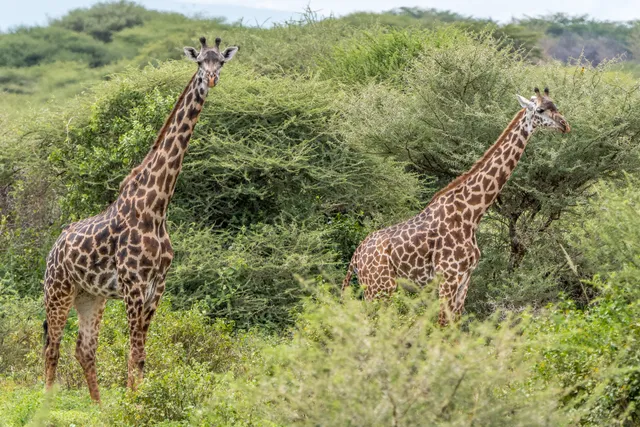 Nihapa Tours - Lake Manyara National Park
