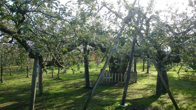 Japan's Oldest Apple Tree