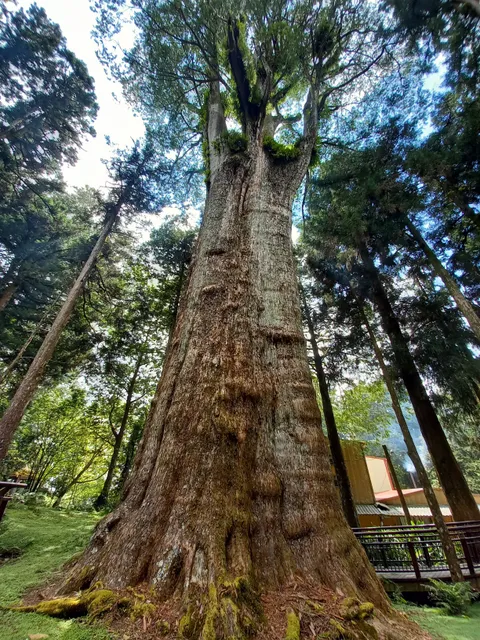Xianglin Giant Tree