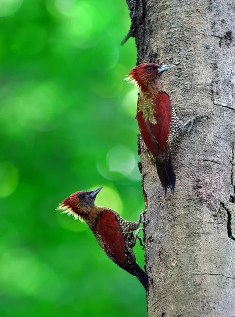 Hoyo De Los Pájaros