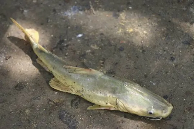 Wildgehege beim Bergsee