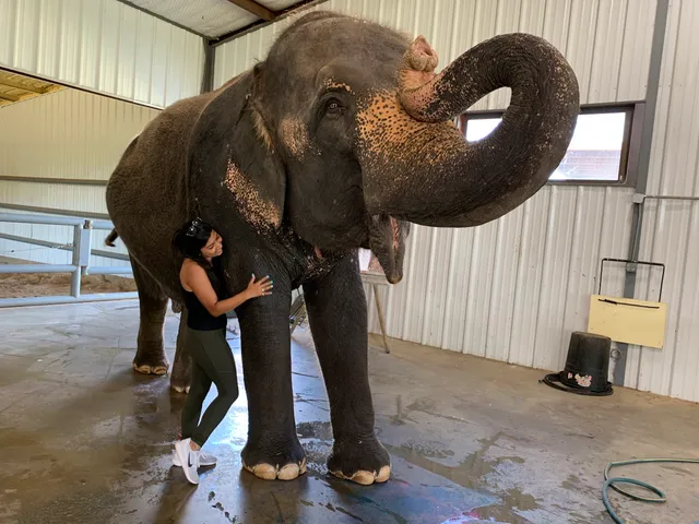 Endangered Ark Foundation