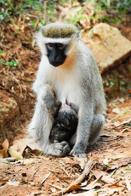 Entebbe Botanical Garden