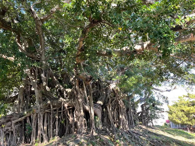 Yasuoka Gajyumaru Park
