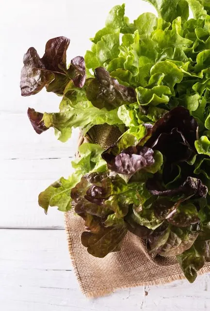 Tuzson János Botanical Garden - University of Nyíregyháza